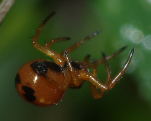 Hypsosinga sp. - Arcavacata di Rende (CS)